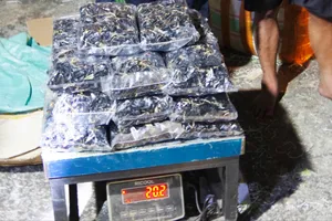 Tang vật được phát hiện và lập biên bản tạm giữ. Ảnh: BP