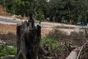 Xác minh việc chặt hạ cây rừng tự nhiên ở Đặc khu Côn Đảo, TPHCM