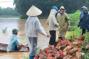 Hỗ trợ người chăn nuôi thiệt hại nặng sau lũ lụt