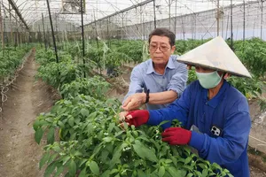 Nông nghiệp đô thị chuyển mình