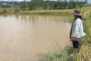 Quảng Ngãi: Thủy điện tích nước làm ngập đất trồng lúa