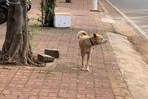 TPHCM: Đề xuất hỗ trợ chi phí tiêm vaccine phòng dịch cho gia súc, gia cầm