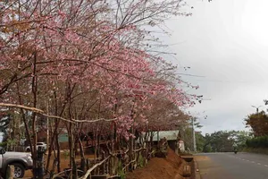 Giải Pickleball góp 1.250 cây hoa anh đào cho Măng Đen 