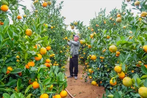 Nhân công vận chuyển quất cảnh đến điểm tập kết sau khi được thương lái thu mua. Ảnh: XUÂN QUỲNH