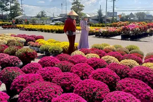 Các loại hoa cúc đang được thương lái thu mua ở Sa Đéc, Đồng Tháp. Ảnh: NGỌC PHÚC