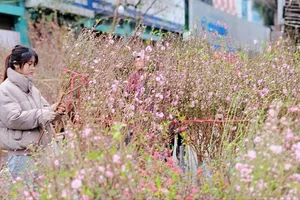 Hà Nội: Thị trường hoa tết ảm đạm