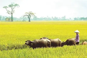 Mùa xuân ở miền đất hát chèo và cấy lúa