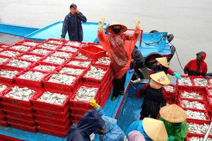 Hàng tấn cá các loại chất đầy các khay nhựa để đưa vào bến tiêu thụ 