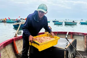 Ngư dân Quảng Ngãi vào vụ ruốc biển