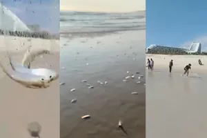 Khánh Hòa: Cá trích dạt vào bãi biển với số lượng lớn