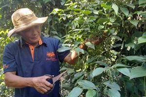 Rộn ràng thu hoạch hồ tiêu