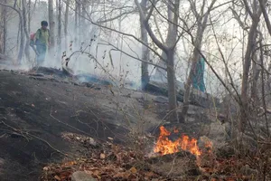 Nhiều nguyên nhân khiến diện tích rừng tự nhiên ở Lâm Đồng giảm