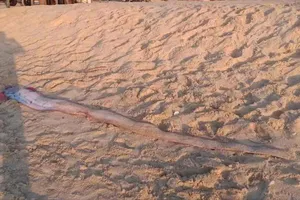 Cá mái chèo dài 4m dạt vào bờ biển Mũi Né