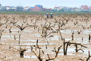Cây rừng ngập mặn chết la liệt thành củi khô mục nát dọc ven biển phường Hải Ninh