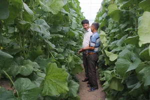 Ứng dụng công nghệ cao để giải quyết bài toán về chất lượng nông sản