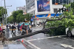 Cây xanh bật gốc do mưa dông, đè trúng 2 ô tô ở TPHCM