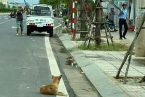 Xã Long Hải tăng cường tuần tra, bắt giữ chó thả rông