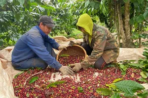 Giá cà phê Tây Nguyên tăng mạnh, áp sát mốc 100.000 đồng/kg