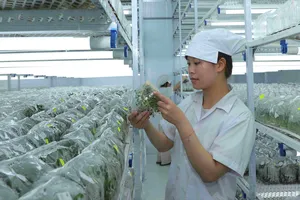 Khám phá thủ phủ nuôi cấy mô ngành nông nghiệp công nghệ cao
