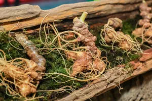 Hội thảo khoa học quốc tế “Sâm Ngọc Linh – Từ sản phẩm quốc gia tới thương hiệu toàn cầu” do Sở KH-CN TP Đà Nẵng