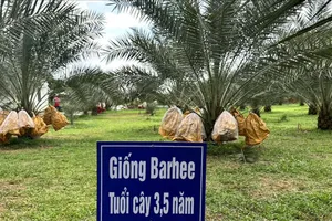 Nông dân thu nửa tỷ đồng từ vườn chà là đầu tiên tại Đồng Nai