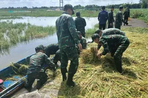 Do ruộng ngập sâu nên bộ đội phải chèo xuồng, dầm nước giúp dân gặt lúa