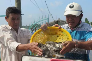 Nông dân xã An Thới Đông làm giàu từ lợi thế sông nước