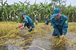 Cà Mau: Nước ngập sâu, dân quân tự vệ hỗ trợ nông dân thu hoạch lúa 