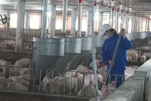 TPHCM thúc đẩy chăn nuôi tuần hoàn, hướng tới nông nghiệp xanh