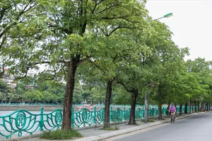 Cây hoa sữa trên một tuyến phố Hà Nội. Ảnh: ANH VŨ