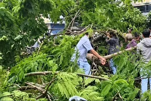 Cây phượng đè trúng một người ngay trước cổng bệnh viện. Ảnh: KIẾN VĂN