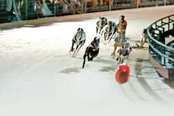 Chó đua và đua chó