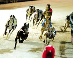 Năm Tuất - nói chuyện đua chó