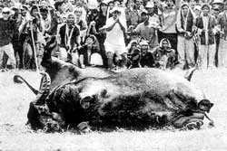 Góp ý kiến nhỏ về Lễ hội chọi trâu