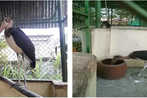 Tây Ninh: Thả 444 động vật hoang dã về rừng