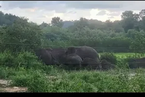 Người đàn ông tử vong nghi bị voi rừng tấn công