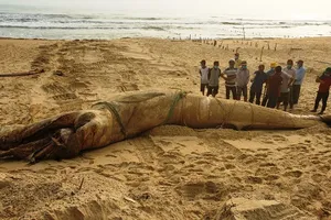 Một cá voi dài 8m trôi dạt vào bờ biển Quảng Nam