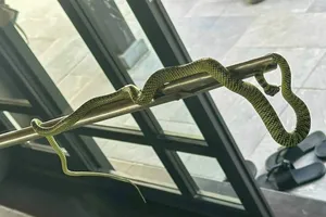 Sở VH-TT-DL tỉnh Quảng Nam phản hồi việc khu nghỉ dưỡng 5 sao có rắn