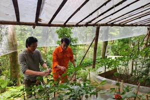 Quảng Nam sẽ hình thành trung tâm công nghiệp dược liệu mang tầm quốc gia (trong ảnh là mô hình trồng sâm Ngọc Linh theo quy mô công nghiệp)