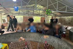 Khởi tố 9 đối tượng tổ chức đá gà ăn tiền trong trại chăn nuôi