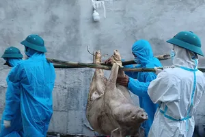 Bùng phát dịch tả heo châu Phi tại phường Quảng Phú (Đà Nẵng)