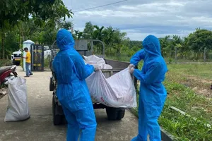 Đà Nẵng tiêu hủy hơn 1.000 con heo mắc dịch tả heo châu Phi