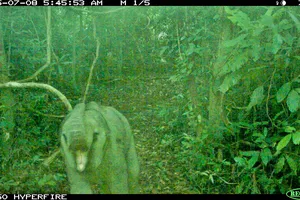 Phát hiện một voi con được sinh sản tự nhiên