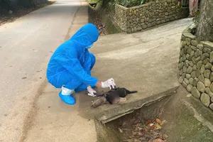 Một con chó hoang mắc bệnh dại cắn liên tiếp 5 người dân tại Đà Nẵng 