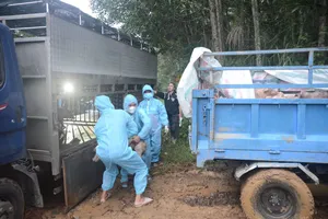 Xử phạt chủ xe, buộc tiêu hủy 58 con heo đang vận chuyển vào vùng có dịch