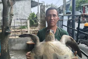 Đồi mồi dứa khoảng 17kg bị mắc vào lưới ngư dân