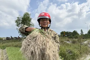 Nông dân Đà Nẵng phấn khởi vì củ kiệu được mùa, được giá