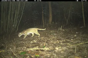 Ghi nhận 27 loài động vật hoang dã tại quần thể di tích Mỹ Sơn thông qua bẫy ảnh