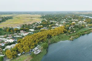 Hàng ngàn cây hoa sưa nở vàng rực phía Nam Đà Nẵng