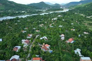 Làng trái cây bên dòng Thu Bồn vào mùa thu hoạch